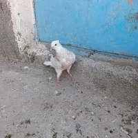 دوتا جوجه طوق زرد خفت|پرنده|سنندج, |دیوار