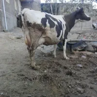 گاو شیری با گوساله نر