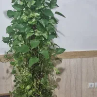 گل پوتوس مادر حداقل۹ساله