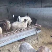 گوسفندزنده وخونی   راس مال ۴۰۰