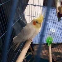 عروس هلندی نر باقفس|پرنده|بندر ماهشهر, |دیوار