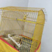 سلام قناری نر جون توپرریزی هستش قیمت توافقی|پرنده|کاکی, |دیوار