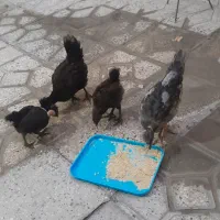 جوجه مرغ