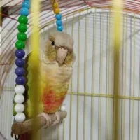 طوطی گرینچیک جنسیت نر|پرنده|تهران, مولوی|دیوار