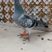 کبوترماده|پرنده|مشهد, انصار|دیوار