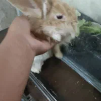 خرگوش پشمالو  لوپ اصل|موش و خرگوش|تربت‌حیدریه, حاجی یار‎|دیوار