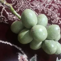 حاصل گیردوی ۱۴۰۴|خوردنی و آشامیدنی|قم, علی آباد|دیوار