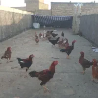 فروش و معاوضه مرغ خروسهای لاری اصیل|حیوانات مزرعه|مشهد, زیرکن|دیوار