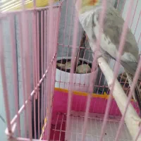 عروس هلندی ماده سالم وسرحال|پرنده|اسلامشهر, شهرک مهدیه|دیوار