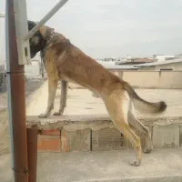 سلام به دلیل نداشتن جای برای فروش گذاشتم|سگ|گرگان, |دیوار