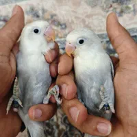 طوطی برزیلی دلخور اوپلاین بلک