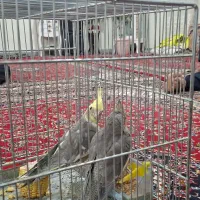 فروش یک جفت عروس هلندی جوان و سرحال|پرنده|خزل, |دیوار