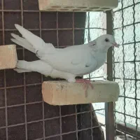 ۳ عدد جوجه نر پرشی  قیمت  باهم ۲۵۰|پرنده|بندر ماهشهر, |دیوار