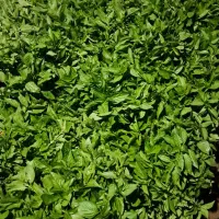 سبزی فروش کاری و متعهد
