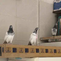 کفتر پرشی خوب