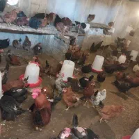 فروش ۳۰۰ عدد مرغ تخم گذار