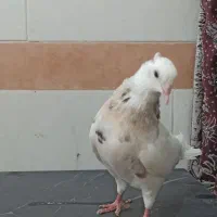 کبوتر طوقی و جفت مولد عروس هلندی