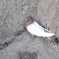 کبوتریاکفترسینه ای نقشی|پرنده|اصفهان, جلالیه|دیوار