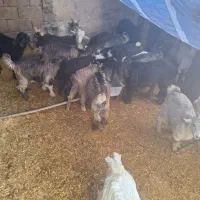 ۳۲راس بز ۳۲راس بیگ|حیوانات مزرعه|گتوند, |دیوار