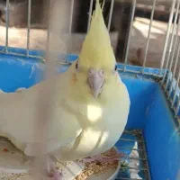 عروس هلندی|پرنده|فولادشهر, A4|دیوار