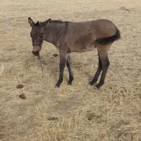 مادیان و کره قاطر به شرط سواری و باری|اسب و تجهیزات اسب‌سواری|کامیاران, |دیوار