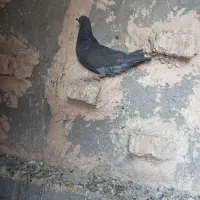 کفتر فروشی|پرنده|بیرجند, |دیوار