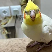 عروس هلندی گمشده پیروزی|حیوانات|تهران, دژکام|دیوار