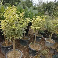 مورت چند کله وتک کله ، لیگستروم و یاس هلندی پیوندی|گل و گیاه طبیعی|محمودآباد, |دیوار