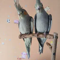 جوجه عروس هلندی|پرنده|ری, دولتآباد|دیوار