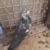 کبوتر کاشونی و کله ای هندی ابادانی|پرنده|شاهین‌شهر, خبرنگار|دیوار