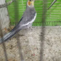عروس هلندی
