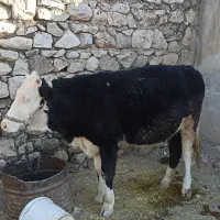 گوساله ماده|حیوانات مزرعه|بدره, |دیوار