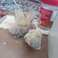 جوجه طوطی کوتوله فیشر خاص|پرنده|نجف‌آباد, کهریزسنگ|دیوار