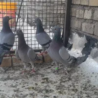کبوتر پلاکی ۲جفت|پرنده|اهواز, ملاشیه|دیوار