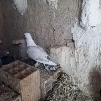 کبوتر|پرنده|جهرم, |دیوار