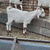 بزغاله ماده فروشی|حیوانات مزرعه|بردسکن, |دیوار