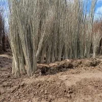 نهالستان صنوبر نیگرا ترکیه