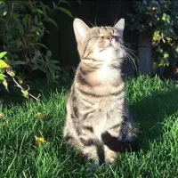 پذیرفتن سرپرستی گربه