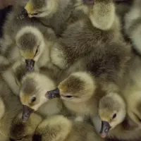 غاز قو و قوغاز و انواع جوجه یکروزه