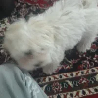 سک پامر روباهی