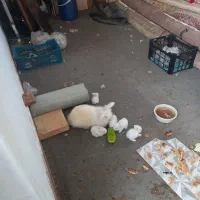 بچه خرگوش لوپ