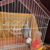 یک عدد عروس هلندی ماده بالغ|پرنده|تنکابن, |دیوار