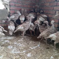 فروش جوجه بوقلمون سفید بیوتی 6|حیوانات مزرعه|بانه, |دیوار