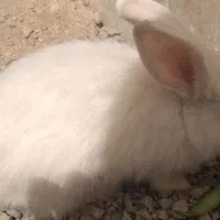 فروش خرگوش جرسی