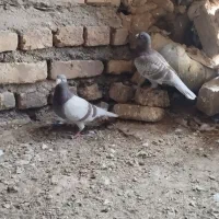 اقون زات دار|پرنده|نصر آباد, |دیوار