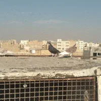 کبوتر گرفتنی|پرنده|مشکین‌دشت, |دیوار