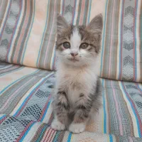 واگذاری حیوان دستی