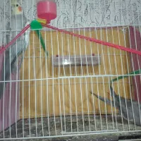 پرنده