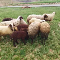 میش و بره جوان و درشت