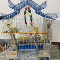 یه جفت عروس هلندی نرو ماده